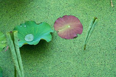 《FIFA 22》Steam版本国区突然被锁 原因暂时未知